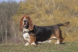Basset: Basset Hound dog outdoors