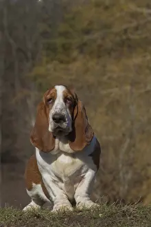 Basset: Basset Hound dog outdoors