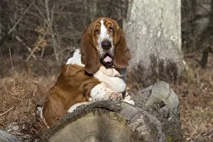 Basset: Basset Hound dog outdoors