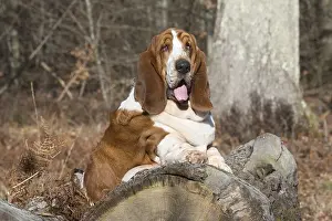 Basset: Basset Hound dog outdoors
