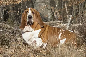 Basset: Basset Hound dog outdoors