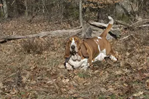 Basset: Basset Hound dog outdoors