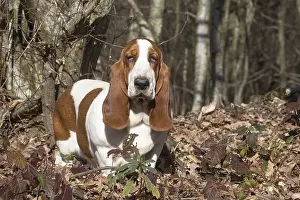 Basset: Basset Hound dog outdoors
