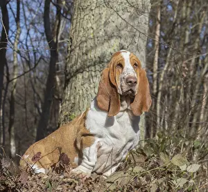 Basset: Basset Hound dog outdoors