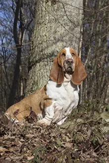 Basset: Basset Hound dog outdoors