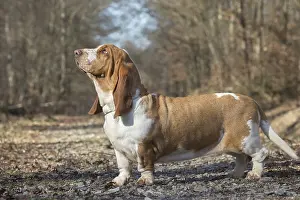 Basset: Basset Hound dog outdoors