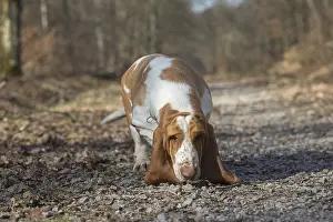 Basset: Basset Hound dog outdoors