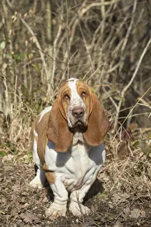 Basset: Basset Hound dog outdoors