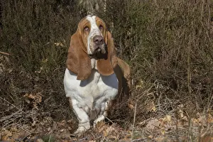 Basset: Basset Hound dog outdoors