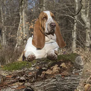 Basset: Basset Hound dog outdoors