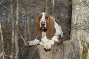 Basset: Basset Hound dog outdoors
