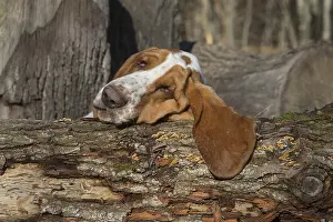 Basset: Basset Hound dog outdoors