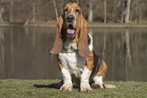 Basset: Basset Hound dog outdoors