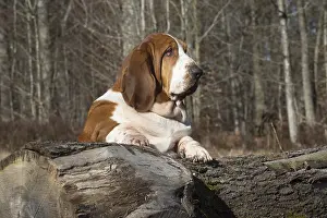 Basset: Basset Hound dog outdoors
