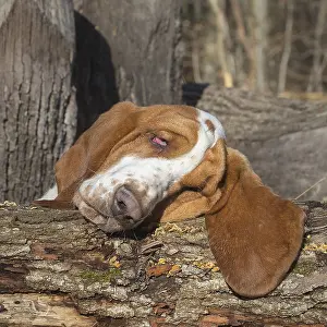 Basset: Basset Hound dog outdoors