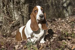 Basset: Basset Hound dog outdoors