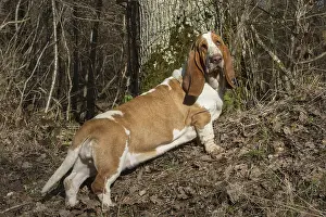 Basset: Basset Hound dog outdoors