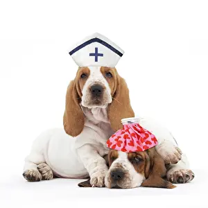 Basset: Basset Hound Dog two puppies lying down together