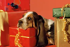 Bassets: Basset Hound Dog - puppy with presents
