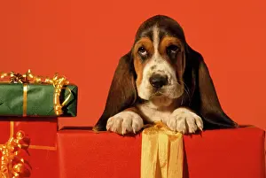 Bassets: Basset Hound Dog - puppy with presents