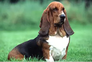 Thoughtful: BASSET HOUND DOG - sitting in garden