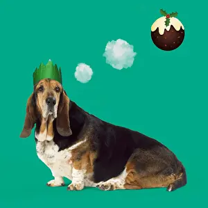 Pudding: Basset Hound Dog wearing Christmas party hat