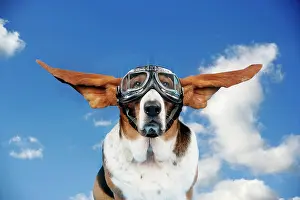 Goggles: Basset hound Dog - wearing goggles with ears out