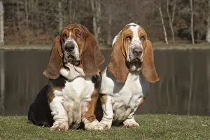 Basset: Basset Hound dogs outdoors