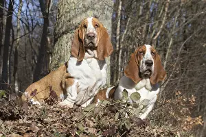 Basset: Two Basset Hound dogs outdoors