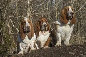 Basset: Three Basset Hound dogs outdoors