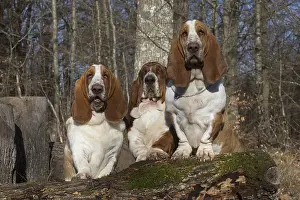 Basset: Three Basset Hound dogs outdoors