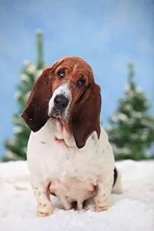 Bitch: Basset Hound, female, sits in artificial snow, wintery