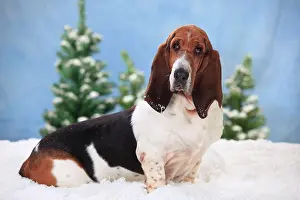 Bitch: Basset Hound, female, sits in artificial snow, wintery