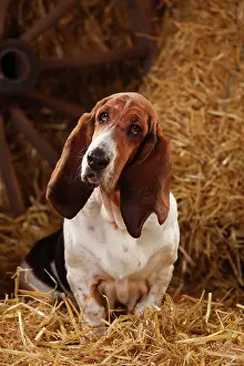 Basset: Basset Hound, female, sitting on straw