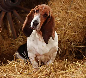 Basset: Basset Hound, female, sitting on straw, faithful