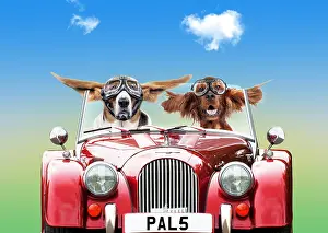 Goggles: Basset hound and Irish setter Dogs in car wearing