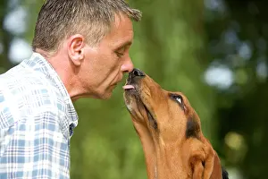 Owners: Basset Hound - about to lick owner's face