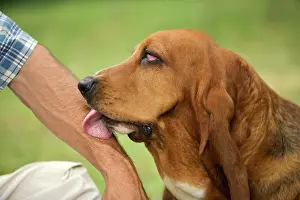 Owners: Basset Hound - licking owner's arm