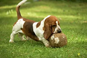 Football: Basset Hound - playing with football