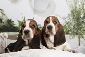 210220: Basset Hound puppies indoors