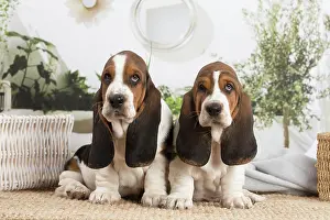 210220: Basset Hound puppies indoors