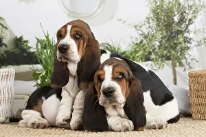 210220: Basset Hound puppies indoors