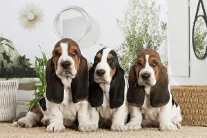 210220: Basset Hound puppies indoors