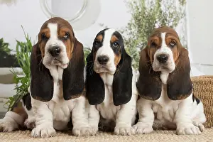 210220: Basset Hound puppies indoors