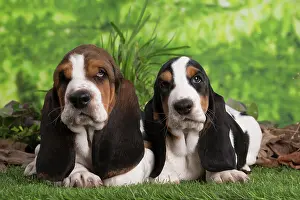 210220: Basset Hound puppies outdoors