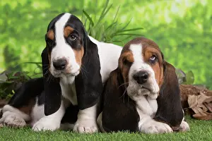 210220: Basset Hound puppies outdoors