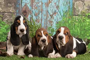 210220: Basset Hound puppies outdoors