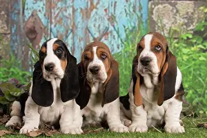 210220: Basset Hound puppies outdoors