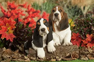210220: Basset Hound puppies outdoors in Autumn