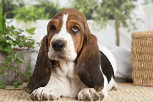 210220: Basset Hound puppy indoors